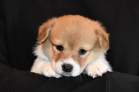 Tawny, a female Pembroke Welsh Corgi for sale in Salem, OR – Photo 4 of 7