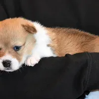 Tawny, a female Pembroke Welsh Corgi for sale in Salem, OR – Photo 5 of 7