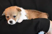 Tawny, a female Pembroke Welsh Corgi for sale in Salem, OR – Photo 5 of 7