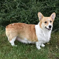 Tawny, a female Pembroke Welsh Corgi for sale in Salem, OR – Photo 6 of 7