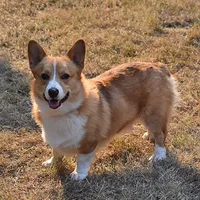 Tawny, a female Pembroke Welsh Corgi for sale in Salem, OR – Photo 7 of 7