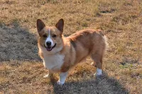 Tawny, a female Pembroke Welsh Corgi for sale in Salem, OR – Photo 7 of 7