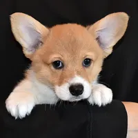 Tawny, a female Pembroke Welsh Corgi for sale in Salem, OR – Photo 2 of 7