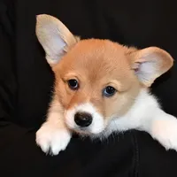 Tawny, a female Pembroke Welsh Corgi for sale in Salem, OR – Photo 3 of 7