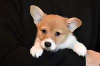 Tawny, a female Pembroke Welsh Corgi for sale in Salem, OR – Photo 3 of 7