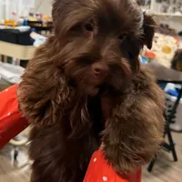 Blu Beary Scone, a male Yorkipoo and Yorkshire Terrier for sale in Federal Way, WA – Photo 9 of 10