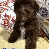 Blu Beary Scone, a male Yorkipoo and Yorkshire Terrier for sale in Federal Way, WA – Photo 3 of 10