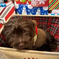 Blu Beary Scone, a male Yorkipoo and Yorkshire Terrier for sale in Federal Way, WA – Photo 8 of 10