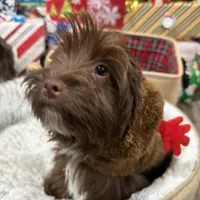 Blu Beary Scone, a male Yorkipoo and Yorkshire Terrier for sale in Federal Way, WA – Photo 4 of 10