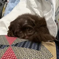 Blu Beary Scone, a male Yorkipoo and Yorkshire Terrier for sale in Federal Way, WA – Photo 2 of 10