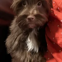 Blu Beary Scone, a male Yorkipoo and Yorkshire Terrier for sale in Federal Way, WA – Photo 7 of 10