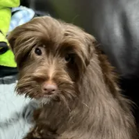 Blu Beary Scone, a male Yorkipoo and Yorkshire Terrier for sale in Federal Way, WA – Photo 1 of 10