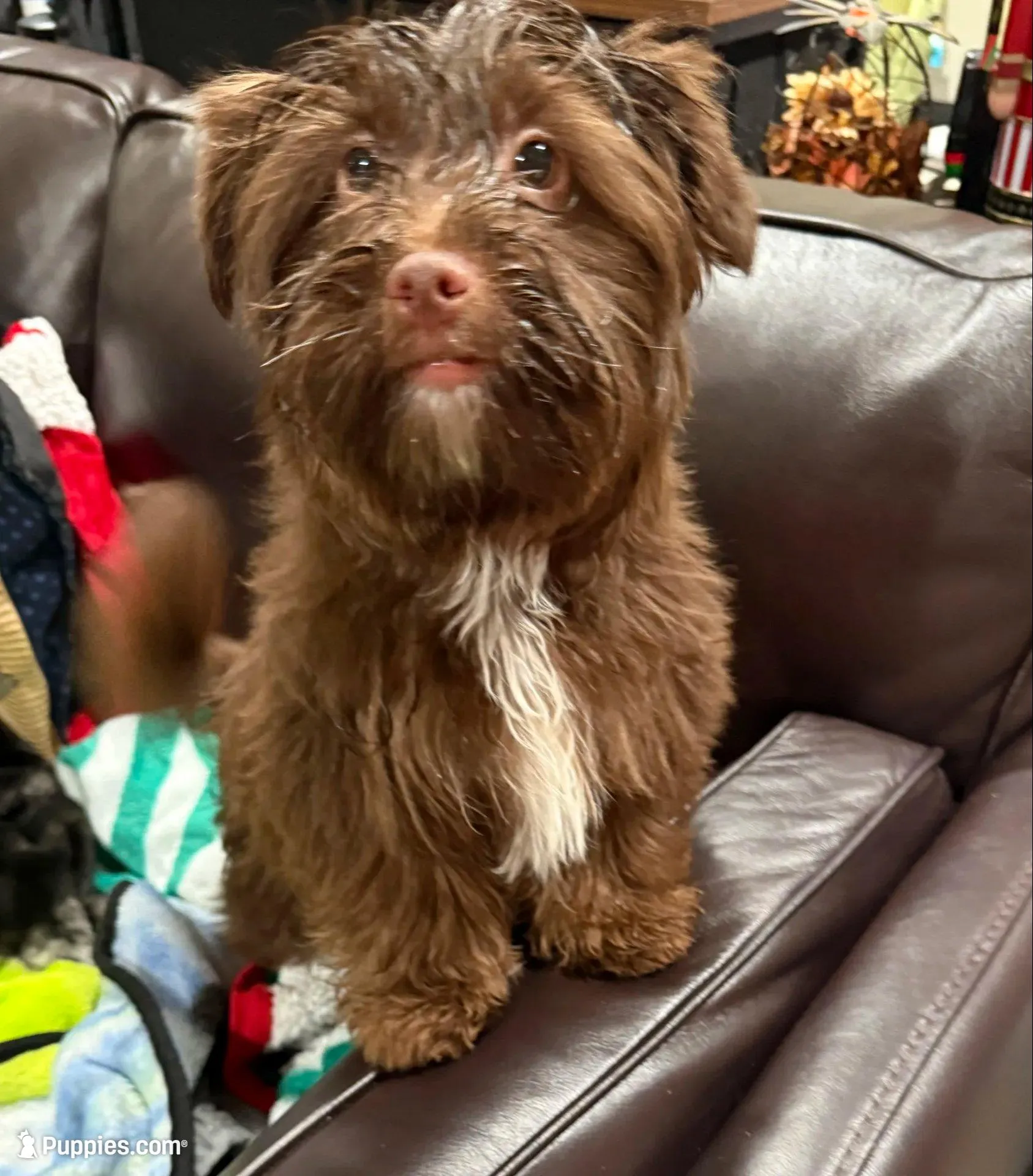 Blu Beary Scone, a male Yorkipoo and Yorkshire Terrier for sale in Federal Way, WA – Photo 6 of 10