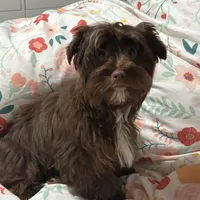 Blu Beary Scone, a male Yorkipoo and Yorkshire Terrier for sale in Federal Way, WA – Photo 10 of 10