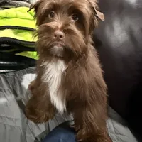 Blu Beary Scone, a male Yorkipoo and Yorkshire Terrier for sale in Federal Way, WA – Photo 5 of 10