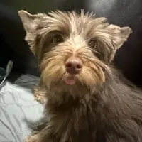 Orange Cream Muffin, a female Yorkipoo and Yorkshire Terrier for sale in Federal Way, WA – Photo 1 of 10