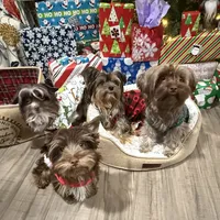 Orange Cream Muffin, a female Yorkipoo and Yorkshire Terrier for sale in Federal Way, WA – Photo 10 of 10