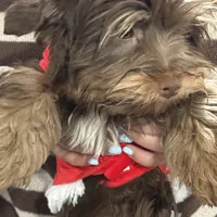 Orange Cream Muffin, a female Yorkipoo and Yorkshire Terrier for sale in Federal Way, WA – Photo 3 of 10