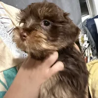 Orange Cream Muffin, a female Yorkipoo and Yorkshire Terrier for sale in Federal Way, WA – Photo 7 of 10