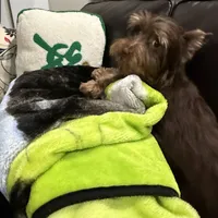 Orange Cream Muffin, a female Yorkipoo and Yorkshire Terrier for sale in Federal Way, WA – Photo 9 of 10