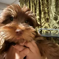 Orange Cream Muffin, a female Yorkipoo and Yorkshire Terrier for sale in Federal Way, WA – Photo 8 of 10