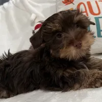 Orange Cream Muffin, a female Yorkipoo and Yorkshire Terrier for sale in Federal Way, WA – Photo 6 of 10