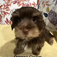 Orange Cream Muffin, a female Yorkipoo and Yorkshire Terrier for sale in Federal Way, WA – Photo 5 of 10