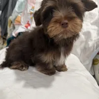 Orange Cream Muffin, a female Yorkipoo and Yorkshire Terrier for sale in Federal Way, WA – Photo 2 of 10