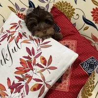 Orange Cream Muffin, a female Yorkipoo and Yorkshire Terrier for sale in Federal Way, WA – Photo 4 of 10