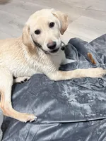 Butterscotch , a male Labrador Retriever for sale in Snow Hill, NC – Photo 2 of 2