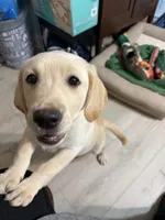 Butterscotch , a male Labrador Retriever for sale in Snow Hill, NC – Photo 1 of 2