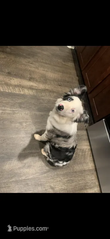 Sokka  – Australian Shepherd, Miniature Australian Shepherd puppy for sale in Locust Grove, GA