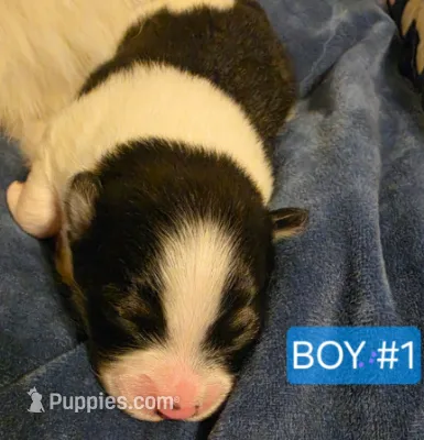 Boy 1 Moe – Pomeranian puppy for sale in Moundville, AL