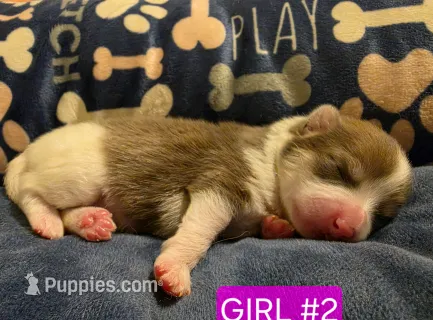 Girl 2 Miney – Pomeranian puppy for sale in Moundville, AL