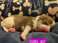 Girl 2 Miney, a female Pomeranian for sale in Moundville, AL – 1 of 4