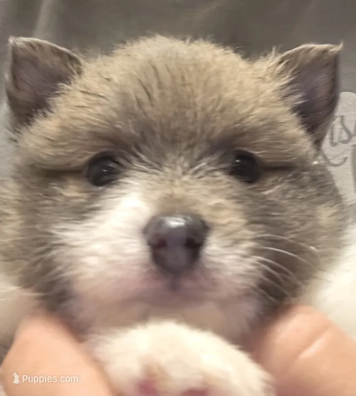 Boy 2 Eennie – Pomeranian puppy for sale in Moundville, AL