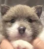 Boy 2 Teddy, a male Pomeranian for sale in Moundville, AL – 1 of 8