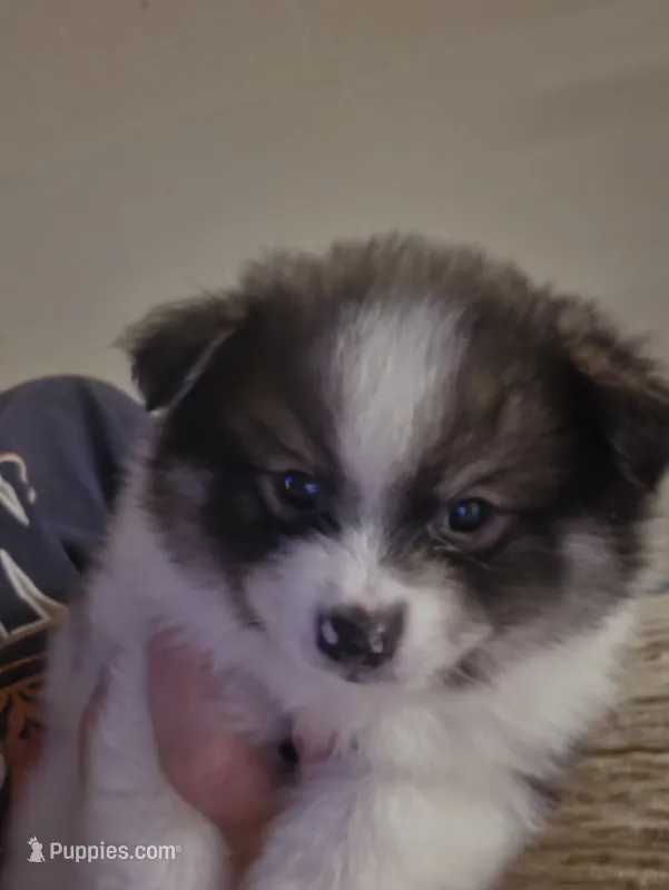 Boy 1 Moe – Pomeranian puppy for sale in Moundville, AL