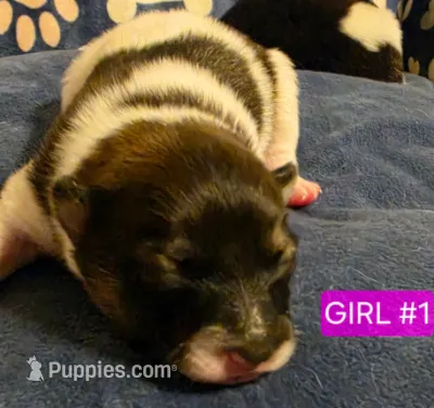 Girl 1 Minnie – Pomeranian puppy for sale in Moundville, AL