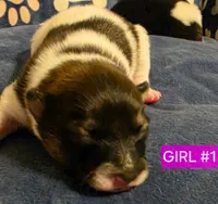 Girl 1 Minnie, a female Pomeranian for sale in Moundville, AL – 1 of 3