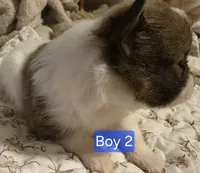 Boy 2 Teddy, a male Pomeranian for sale in Moundville, AL – 3 of 8