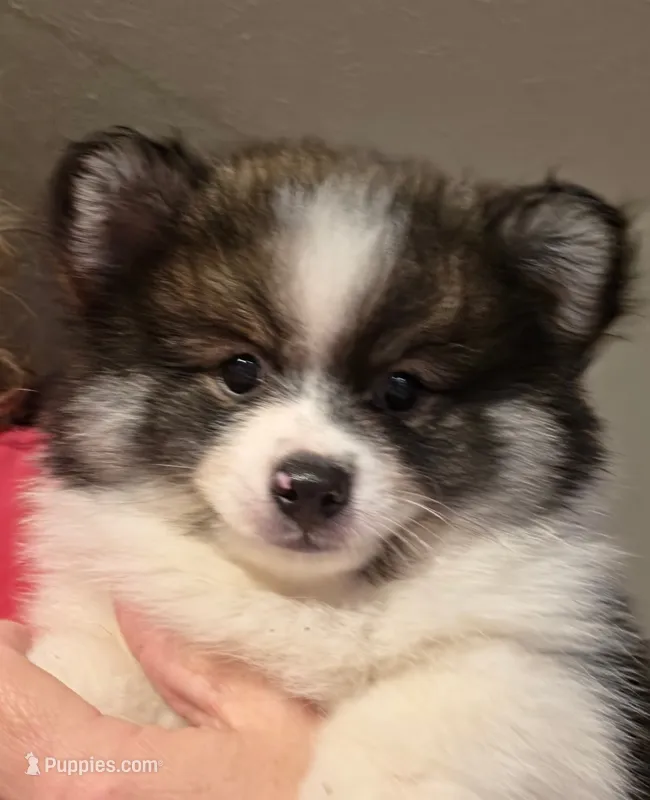 Boy 1 Moe – Pomeranian puppy for sale in Moundville, AL