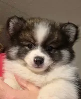 Boy 1 Moe, a male Pomeranian for sale in Moundville, AL – 1 of 8