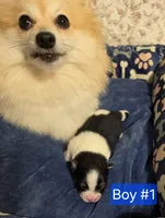 Boy 1 Moe, a male Pomeranian for sale in Moundville, AL – 2 of 4
