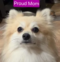 Boy 1 Moe, a male Pomeranian for sale in Moundville, AL – 4 of 4