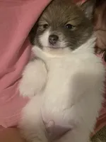 Boy 2 Teddy, a male Pomeranian for sale in Moundville, AL – 2 of 8