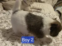Boy 2 Teddy, a male Pomeranian for sale in Moundville, AL – 5 of 8
