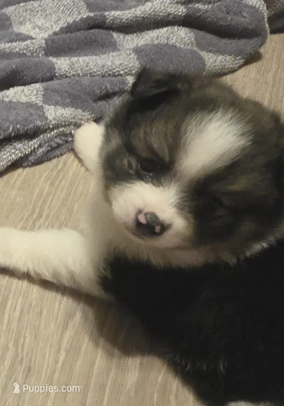 Boy 1 Moe – Pomeranian puppy for sale in Moundville, AL