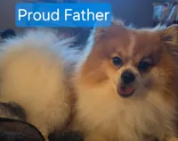 Girl 1 Minnie, a female Pomeranian for sale in Moundville, AL – 2 of 3