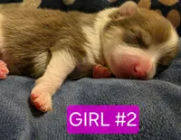 Girl 2 Miney, a female Pomeranian for sale in Moundville, AL – 2 of 4